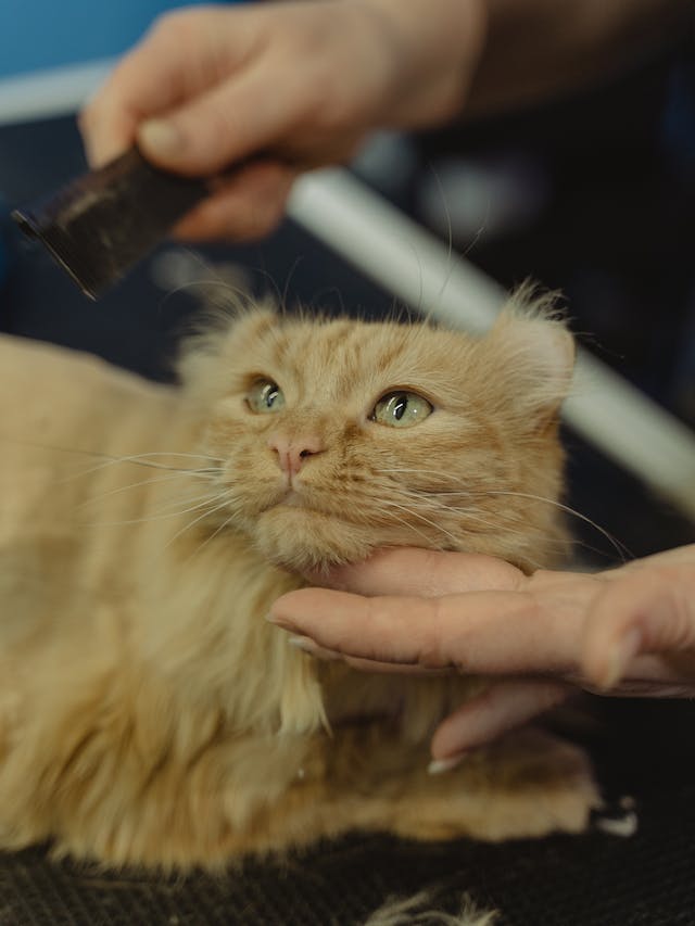 15 Grooming Tips Every Cat Owner Needs to Know